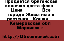 Продаётся британская кошечка цвета фавн › Цена ­ 10 000 - Все города Животные и растения » Кошки   . Кемеровская обл.,Мариинск г.